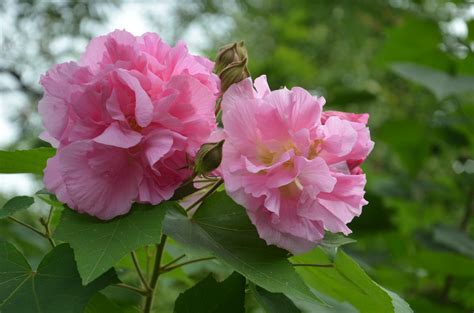 芙蓉花怎麼照顧|芙蓉花的养护方法